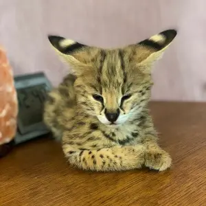 Photo №2 to announcement № 3155 for the sale of serval - buy in Ukraine from nursery, breeder