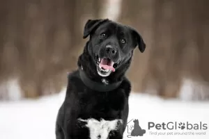 Photo №1. non-pedigree dogs - for sale in the city of Москва | Is free | Announcement № 120234