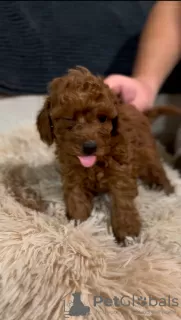 Additional photos: Red Toy Poodle puppies for sale