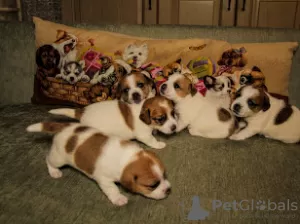 Photo №2 to announcement № 9462 for the sale of jack russell terrier - buy in Russian Federation private announcement