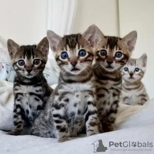 Photo №1. bengal cat - for sale in the city of Boshnya | 181$ | Announcement № 9078