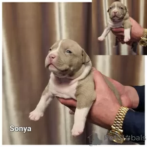 Photo №2 to announcement № 30250 for the sale of american bully - buy in Lithuania breeder