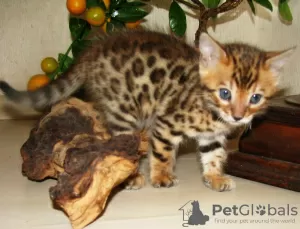 Additional photos: Bengal kittens Bengal, Abyssinian cattery sunnybunny.by