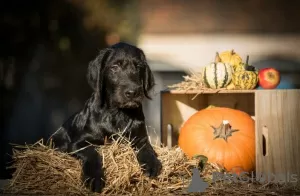 Additional photos: Labradoodle