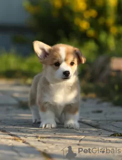 Photo №3. Welsh Corgi Pembroke puppies. Russian Federation