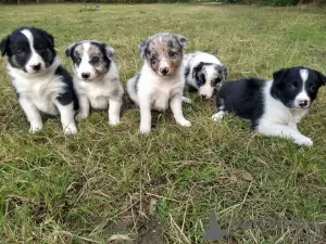 Photo №1. border collie - for sale in the city of Munich | Is free | Announcement № 13673