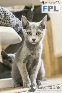 Photo №1. russian blue - for sale in the city of Rybnik | 2129$ | Announcement № 14696