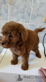 Additional photos: Mini poodle puppies