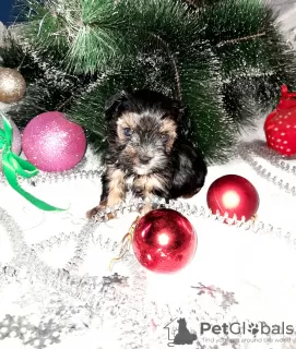 Photo №2 to announcement № 8370 for the sale of yorkshire terrier - buy in Russian Federation breeder