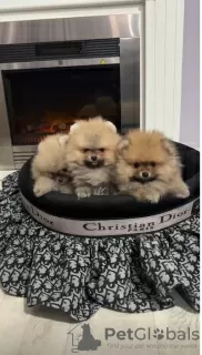 Additional photos: Pomeranian puppies