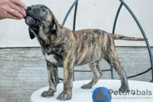 Photo №3. Dogo Canario - Presa Canario puppies. Serbia