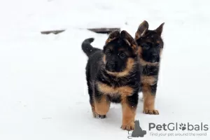 Additional photos: German Shepherd puppies