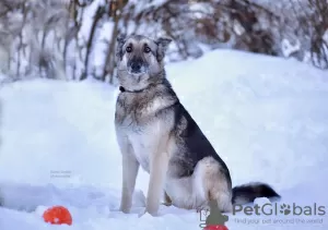 Photo №3. Mixed East European Shepherd in good hands. Russian Federation