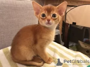 Photo №1. abyssinian cat - for sale in the city of Göttingen | Is free | Announcement № 128596