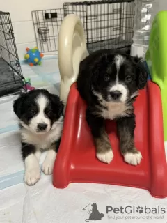 Photo №3. Registered Bernese Mountain puppies. Sweden