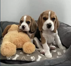 Additional photos: For sale English Beagle puppies