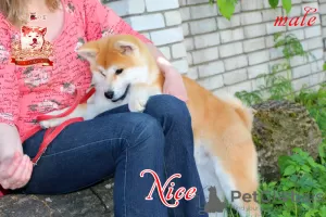 Photo №4. I will sell akita in the city of Khmelnitsky. breeder - price - 1500$