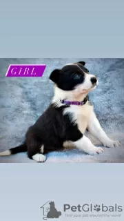 Photo №2 to announcement № 98888 for the sale of border collie - buy in Germany breeder