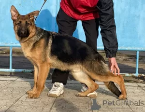 Photo №3. German Shepherd Puppies FCI. Moldova