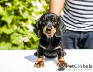 Photo №2 to announcement № 104264 for the sale of dachshund - buy in Serbia breeder