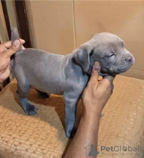 Photo №1. cane corso - for sale in the city of Pieksämäki | Is free | Announcement № 128375