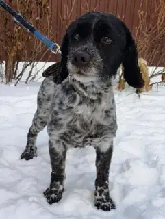 Photo №2 to announcement № 1303 for the sale of russian spaniel - buy in Russian Federation private announcement