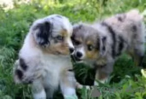 Photo №2 to announcement № 129091 for the sale of australian shepherd - buy in Finland breeder