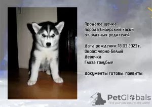 Additional photos: Siberian Husky puppies