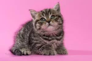 Photo №1. british shorthair - for sale in the city of Minsk | 250$ | Announcement № 4989