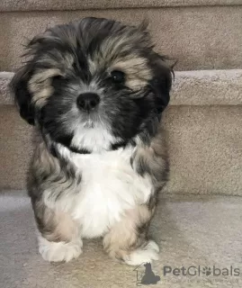 Photo №3. Beautiful male and female KC registered shih tzu pupps. Germany