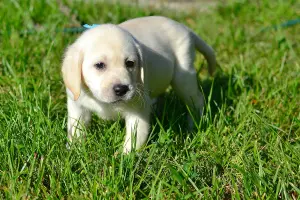 Additional photos: Labrador Retriever Puppies