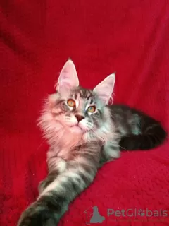 Photo №1. maine coon - for sale in the city of Barnaul | negotiated | Announcement № 43451