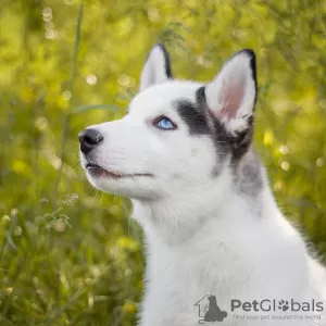 Photo №2 to announcement № 10616 for the sale of siberian husky - buy in Ukraine from nursery