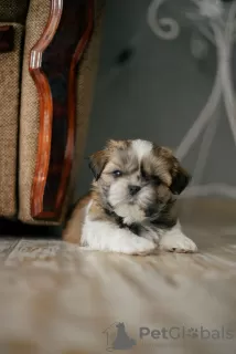 Additional photos: Selling a shih tzu puppy in Kiev.