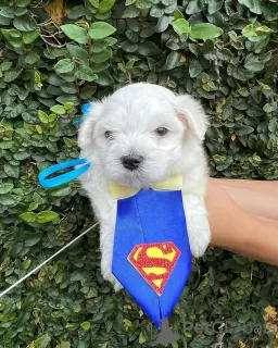 Photo №3. Beautiful male and female Shih tzu pups. United States