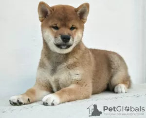 Photo №3. Excellent boy shiba inu. Russian Federation