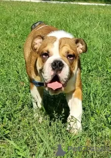 Additional photos: English bulldog