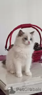 Additional photos: Ragdoll kittens for sale