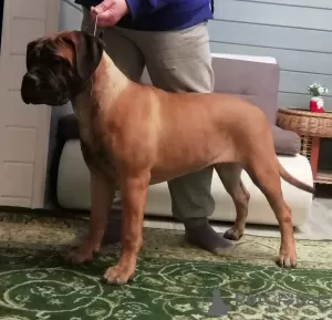 Additional photos: Bullmastiff