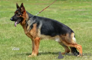 Photo №2 to announcement № 28176 for the sale of german shepherd - buy in Poland 