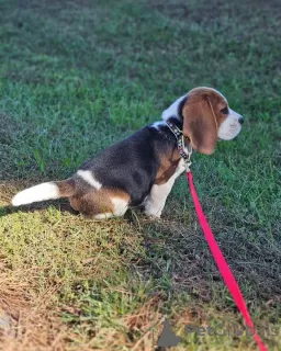 Additional photos: Beagle puppies.