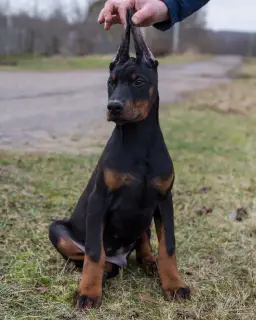 Additional photos: Doberman puppies