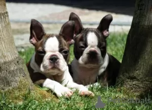 Photo №2 to announcement № 126878 for the sale of boston terrier - buy in Portugal 