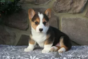 Photo №1. welsh corgi - for sale in the city of Lardos | 602$ | Announcement № 63548