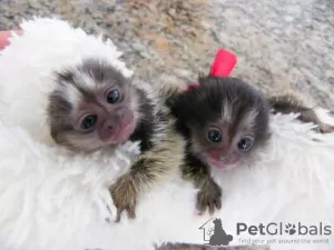 Additional photos: Pygmy Marmosets available.