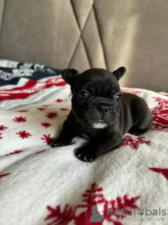 Additional photos: French bulldog puppies