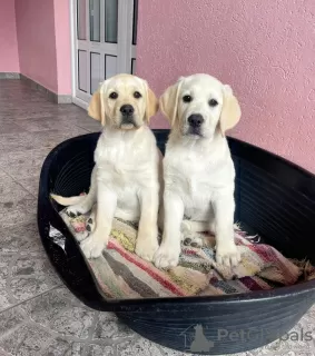 Additional photos: Labrador retriever puppies