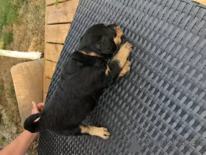 Additional photos: Airedale terrier pupies for sell