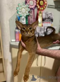 Additional photos: Abyssinian kittens