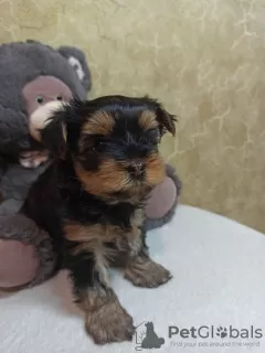 Photo №3. Yorkshire terrier puppies. Ukraine